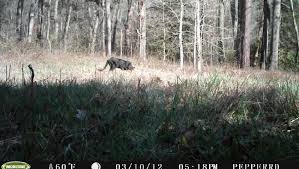 Other big cat hybrids can reach similar sizes; University Of New England Zoologists Weigh In On Black Panther Sightings Newcastle Herald Newcastle Nsw