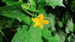 Free Image On Pixabay Flower Leaves Pumpkin Flower Pumpkin Flower Pumpkin Leaves Pumpkin
