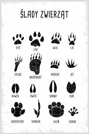 This is an online quiz called tierspuren. Typobox Tierspuren Polnisch Poster Online Bestellen Posterlounge De
