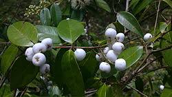 Image result for Syzygium niassense