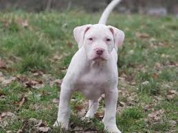Bama blue bullies xl bullies and xl pitbull puppies are available anywhere delaware. Xl Bully Pups For Sale Blackpool Lancashire Pets4homes