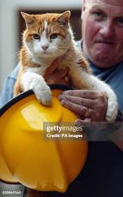 192 Blaze The Cat Stock Photos, High-Res Pictures, and Images