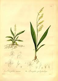 Image result for Polystachya