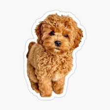 Maybe you would like to learn more about one of these? Cavapoo Stickers Redbubble