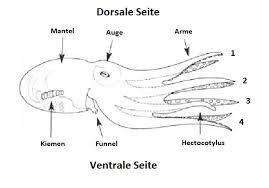 Echte Kraken Wikiwand