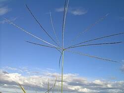 Image result for Enteropogon monostachyos