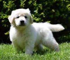We have been breeding and raising goldens in our kentucky home for over 30 years while showing in conformation, agility and obedience. British Cream Retriever British Cream Golden Retriever