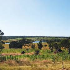 Image result for Combretum celastroides