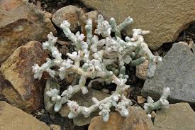 Image result for Anacampseros subnuda