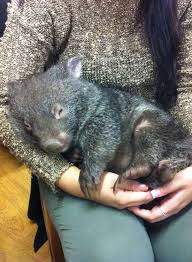 Looks Just Like Those New Little Gray Piggies In Farmville 2 Lol Australia Animals Cute Animals Wombat