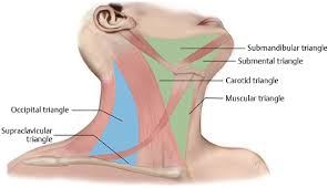 The accompanying diagram reveals the actions of the muscles in this pose. Surgical Anatomy Of The Neck Ento Key