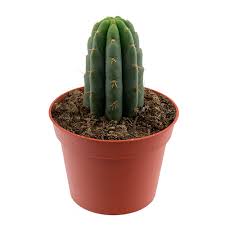 As jamie travels in chile, he invites an eccentric woman to join his group's quest to score a fabled hallucinogen, a move that finds him at odds with his new companion, until they drink the magic brew on a beach at the edge of the desert. San Pedro En Maceta Avalon Magic Plants