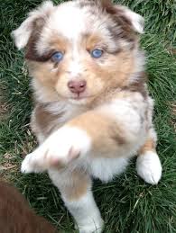 Lyle foley (foleylyle)