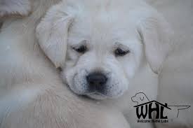 It's also free to list your available puppies and litters on our site. Labrador Puppies For Sale Mn Lab Puppies Minneapolis Lab Pups Mn Welcome Home Labs Located In Minn Labrador Puppies For Sale Lab Puppies Labrador Puppy