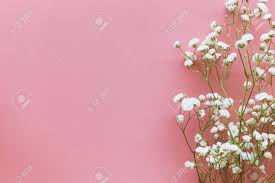Gypsophila White Baby S Breath Flower On Pastel Pink Background With Copy Space Sweet And Beautiful Wallpaper For Valentine Or Wedding Backdrop Design Gypsophila Flower Is Mean Forever Love Stock Photo Picture And