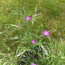 Image result for Agrostemma