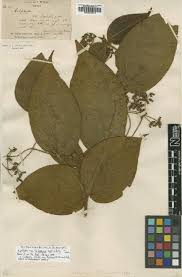 Image result for Ochthocharis