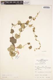 Image result for Cissampelos mucronata