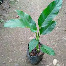 Memilki batang agak merah gelap dan beberapa akhir. Tanaman Hias Pisang Heliconia Bunga Merah Pisang Pisangan Pisang Betet Pisang Bali Lazada Indonesia