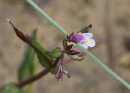 Image result for Vandellia