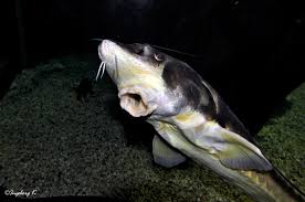 Beluga, störfisch kleiner störfisch russisch für beluga, störfisch, kaviarlieferant schlanker störfisch störfisch störfisch störfisch, hausen. Stor Ein Zufallsfoto Foto Bild Tiere Zoo Wildpark Falknerei Zoo Aquaristik Bilder Auf Fotocommunity