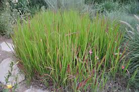 Image result for Imperata