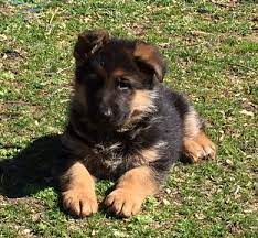 German shepherd puppy ears can be unpredictable! German Shepherd Dog Puppy For Sale In North Bergen Nj Adn 61819 On Puppyfinder Com Gender Male German Shepherd Puppies German Shepherd Dogs German Shepherd