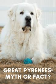The second video shows great pyrenees betty's response to playful goats. Great Pyrenees Myth Or Fact It S Dog Or Nothing