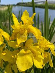 Image result for Iris pseudacorus