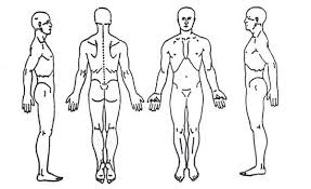 blank body chart sada margarethaydon com