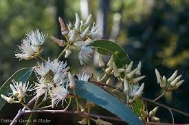 Image result for Eucalyptus tereticornis