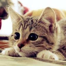 Resultado de imagen para imagenes cute