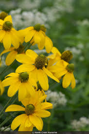 Image result for Launaea rogersii