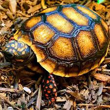 « » press to search craigslist. Red Foot Tortoise For Sale Online Baby Red Foot Tortoises For Sale Near Me