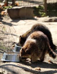 Zoologischer garten berlin erschien in der deutschen hauptstadt 1844. Bilder Vom Besuch Im Zoologischen Garten Eberswalde