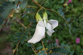 Image result for Sesbania grandiflora