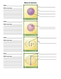 Interphase is a growth period for the cell. Mitosis And Cytokinesis Worksheet 1 October 18 2017 Mitosis Worksheets Biology