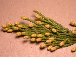 Image result for Calocedrus decurrens