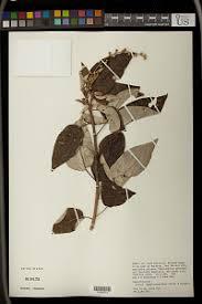 Image result for Croton polytrichus