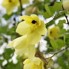 Bauhinia acuminata is a species of flowering shrub native to tropical southeastern asia. Bauhinia Tomentosa Yellow Orchid Tree Mountain Ebony Buy Seeds At Rarepalmseeds Com