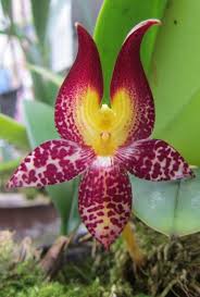 Image result for Bulbostylis macra