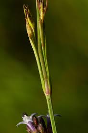 Image result for Amphiasma