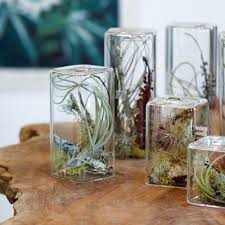 Plant Aeriums Splash Of Life To Your Space Did Ya See Air Plants Air Plant Terrarium Miniature Garden
