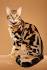 Bengal Kittens for Sale - Adoptapet
