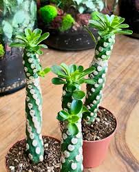 Image result for Euphorbia lissosperma