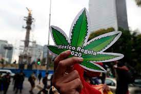 Diputados aprueban en lo general regulación de uso lúdico de mariguana. Legaliza El Senado Uso Ludico De La Mariguana Politica La Jornada