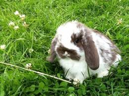 Cute Mini Lop The Name Can Be Quite Confusing Because Of Their Size They Don T Grow Up To Be Mini At All Mini Lop Bunnies Lop Bunnies Cute Bunny