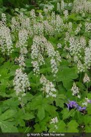 Image result for Ficalhoa laurifolia