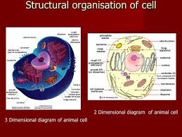 The plant cell has a cell wall, chloroplasts, plastids, and a central vacuole—structures not found in animal cells. What Does An Animal Cell Have In Place Of A Cell Wall And Chloroplast Quora