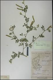 Image result for Tephrosia pumila